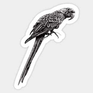 Hyacinth macaw illustration Sticker